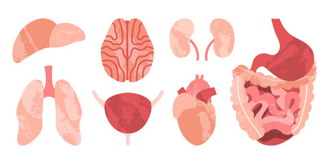 Internal human organs. Brain, lungs, liver, heart, stomach, intestines, kidneys, bladder. Vector flat illustration. Perfect for flyer, medical brochure, banner, landing page, website - 452933008