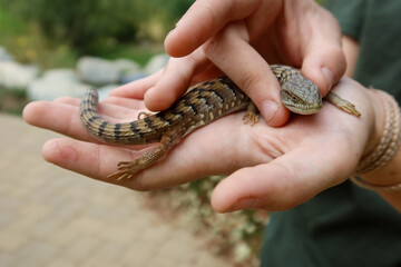 Hand Holding an Alligator Lizard with Eyes and Mouth Clearly Seen