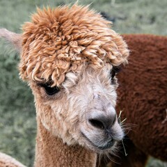 Der Wuschelkopf eines Guanakos - Nahaufnahme