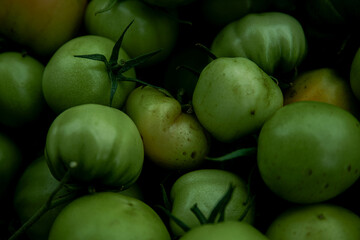 Green tomato (unripe) in wicker basket on wooden background. Unripe green tomato in bowl for fried dish or salted pickled vegetables. Raw green tomato on table for dinner