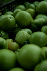 Green tomato (unripe) in wicker basket on wooden background. Unripe green tomato in bowl for fried dish or salted pickled vegetables. Raw green tomato on table for dinner
