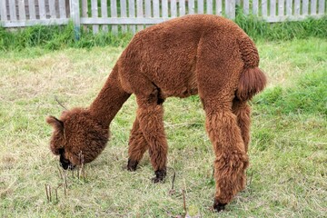 Ein grasendes Guanako mit dichtem orange braunem Fell