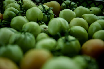 Green tomato (unripe) in wicker basket on wooden background. Unripe green tomato in bowl for fried dish or salted pickled vegetables. Raw green tomato on table for dinner