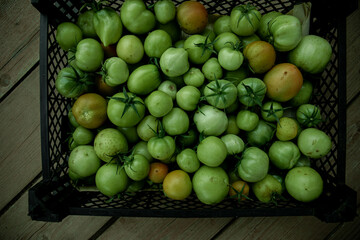 Green tomato (unripe) in wicker basket on wooden background. Unripe green tomato in bowl for fried dish or salted pickled vegetables. Raw green tomato on table for dinner