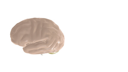 3d illustration of digital human brain on white background.