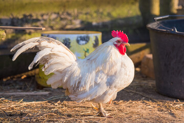 White rooster walks around the yard, portrait