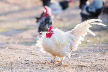 White rooster walks around the yard, portrait