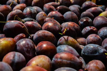 Ripe plums. Plums with a few leaves. Close up of fresh plums, top view. Macro photo food fruit plum. Texture background of fresh blue plums. Image fruit product. D'Agen French prune plum.