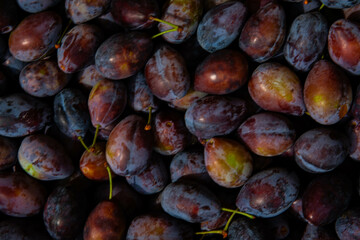 Ripe plums. Plums with a few leaves. Close up of fresh plums, top view. Macro photo food fruit plum. Texture background of fresh blue plums. Image fruit product. D'Agen French prune plum.