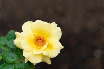 yellow rose in the garden