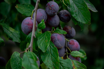 Ripe plums. Plums with a few leaves. Close up of fresh plums, top view. Macro photo food fruit plum. Texture background of fresh blue plums. Image fruit product. D'Agen French prune plum.