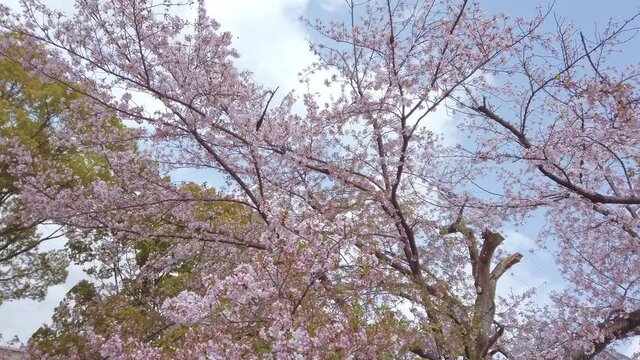 Handheld shot of Beautiful Yoshino Cherry Blossom (Somei Yoshino Sakura) fluttering in breeze in spring in Kyoto, Japan. Looking up tree branches and rotating overhead. Bright and fresh nature concept