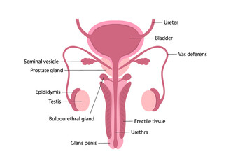 Colorful male human reproductive system with description of organs