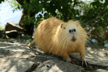 A picture of the golden coypu in Prague in Czech Republic. It lives in water in the city and they...