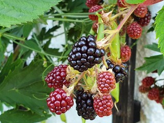 Brombeeren
