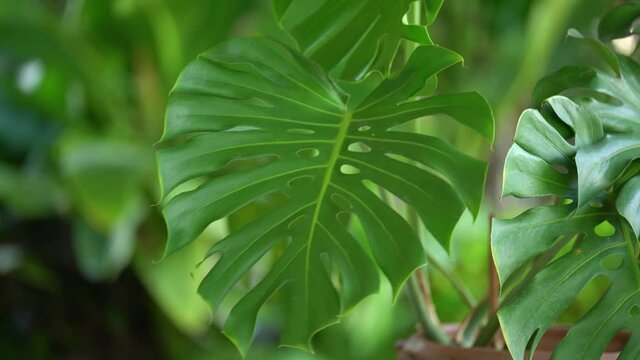 Dark green leaves monstera or split leaf philodendron the symbolic unique of tropical paradise jungle large leafs foliage plant