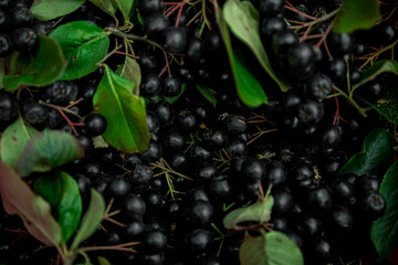 Chokeberry black bunch close up