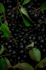 Chokeberry black bunch close up