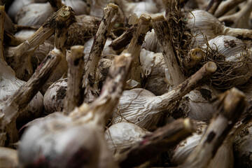 White garlic pile texture. Fresh garlic on the market table close-up photo. Vitamin healthy food image spices. Spicy culinary ingredient picture. A bunch of white garlic heads