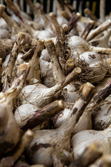 White garlic pile texture. Fresh garlic on the market table close-up photo. Vitamin healthy food image spices. Spicy culinary ingredient picture. A bunch of white garlic heads
