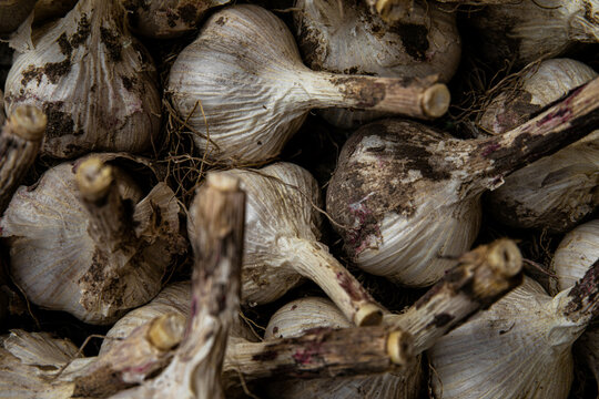 White garlic pile texture. Fresh garlic on the market table close-up photo. Vitamin healthy food image spices. Spicy culinary ingredient picture. A bunch of white garlic heads