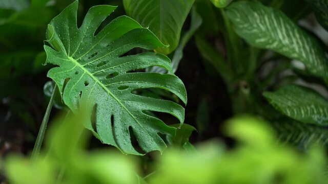 Dark green leaves monstera or split leaf philodendron the symbolic unique of tropical paradise jungle large leafs foliage plant