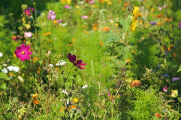Kolorowe piękne dzikie kwiaty w słoneczny letni dzień - obrazy, fototapety, plakaty