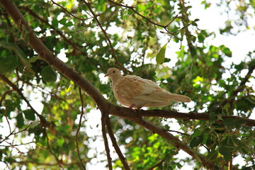 bird perched on a branch
