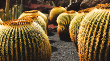 A closeup of a group of round cactus
