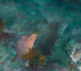 沖縄　海　オハグロベラ