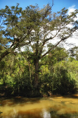 Fototapeta na wymiar Wamena River in Baliem Valley, Baliem Valley, West Papua, Indonesia