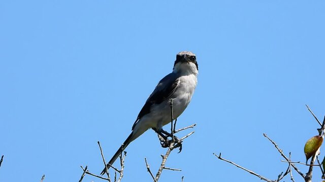 Loggerhead shrike perched on a branch and singing