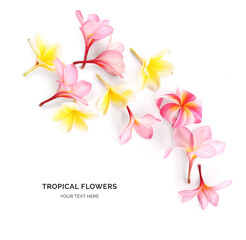 Creative layout made of  frangipani flowers on the white background. Flat lay. Food concept. Macro  concept.