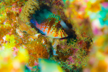 沖縄　海　サラサゴンベ 