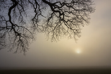 Mystical tree with bare branches in the fog as woodland burial concept.