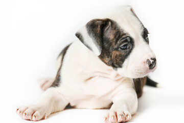 American Staffordshire Terrier Is Lying On Isolated On White Background.