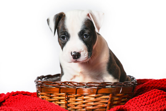 American Staffordshire Terrier Puppy Amstaff Sitting In Basket Isolated On White Background.
