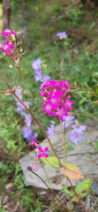 Obraz premium flowers in the forest