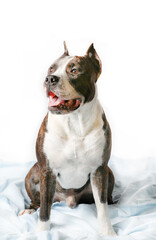 American Staffordshire Terrier  Amstaff Adult Isolated On White Background.