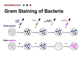 microbiology diagram show gram staining technique for identify gram positive and negative bacteria  - obrazy, fototapety, plakaty