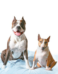 American Staffordshire Terrier  Amstaff Adult And Mini Bull Terrier Are Sitting On Cover Isolated On White Background.