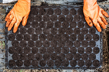 Hand spreading potting soil on cultivation tray