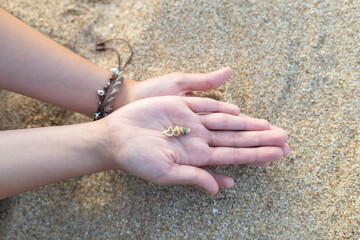 Hands on the sand showing small shell