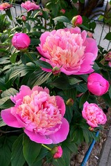 pinkish orange peony, beautiful large blooming flower, peony petals, fragrant flowers