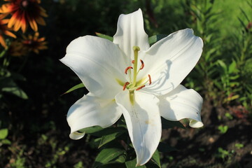 Fototapeta premium Big beautiful white lily. View from above. Macro. Russia.