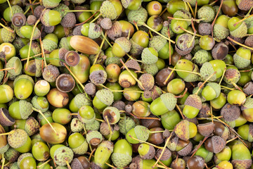 Many green and brown acorns as background, top view