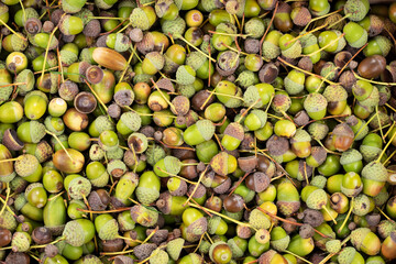Many green and brown acorns as background, top view