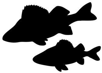 Big and small perch. Vector image.