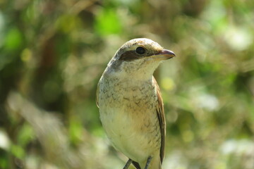 Red-backed shrike