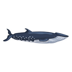 Sei whale isolated on white background. Cartoon character of ocean for children. Simple print with marine mammal.